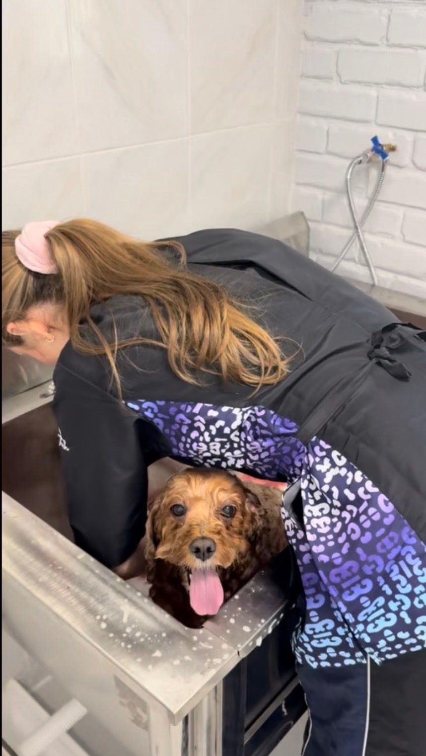 Dog being gently groomed at Coats with Care in Eltham